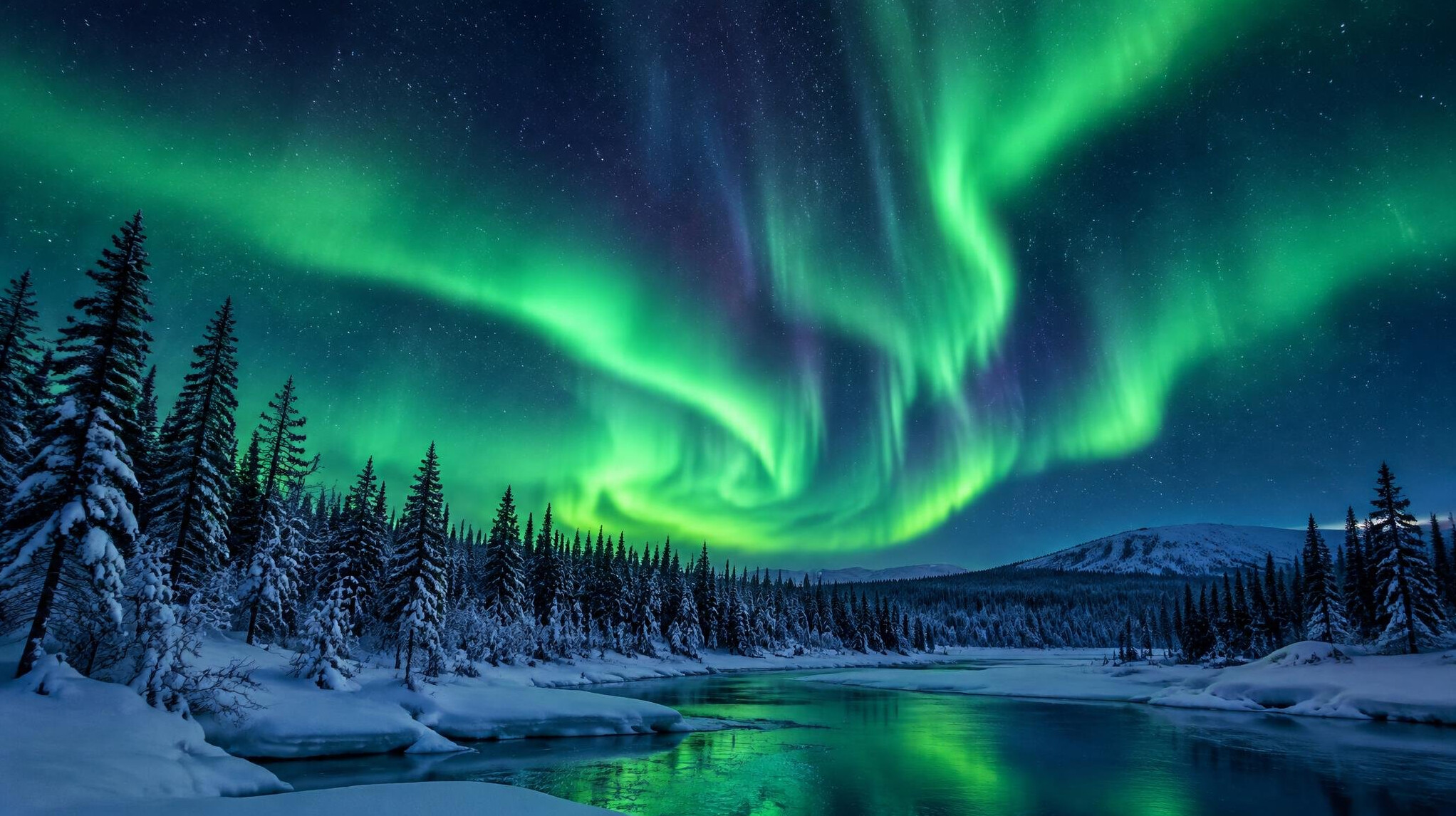 northern lights over forest